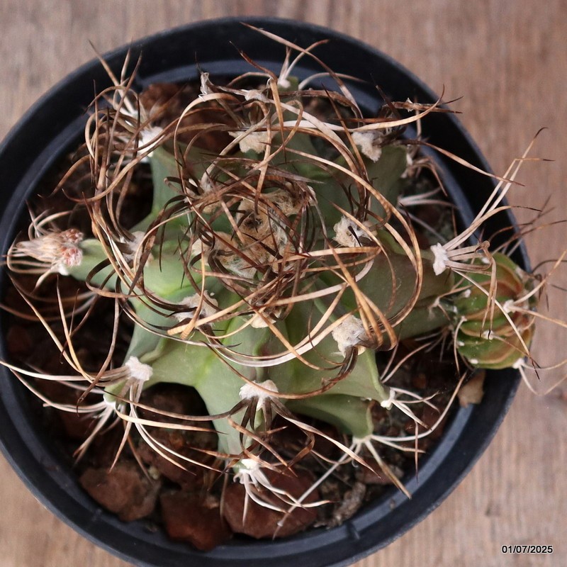D4957 ASTROPHYTUM CAPRICORNE pot14-H11-W13 cm MaMa Cactus