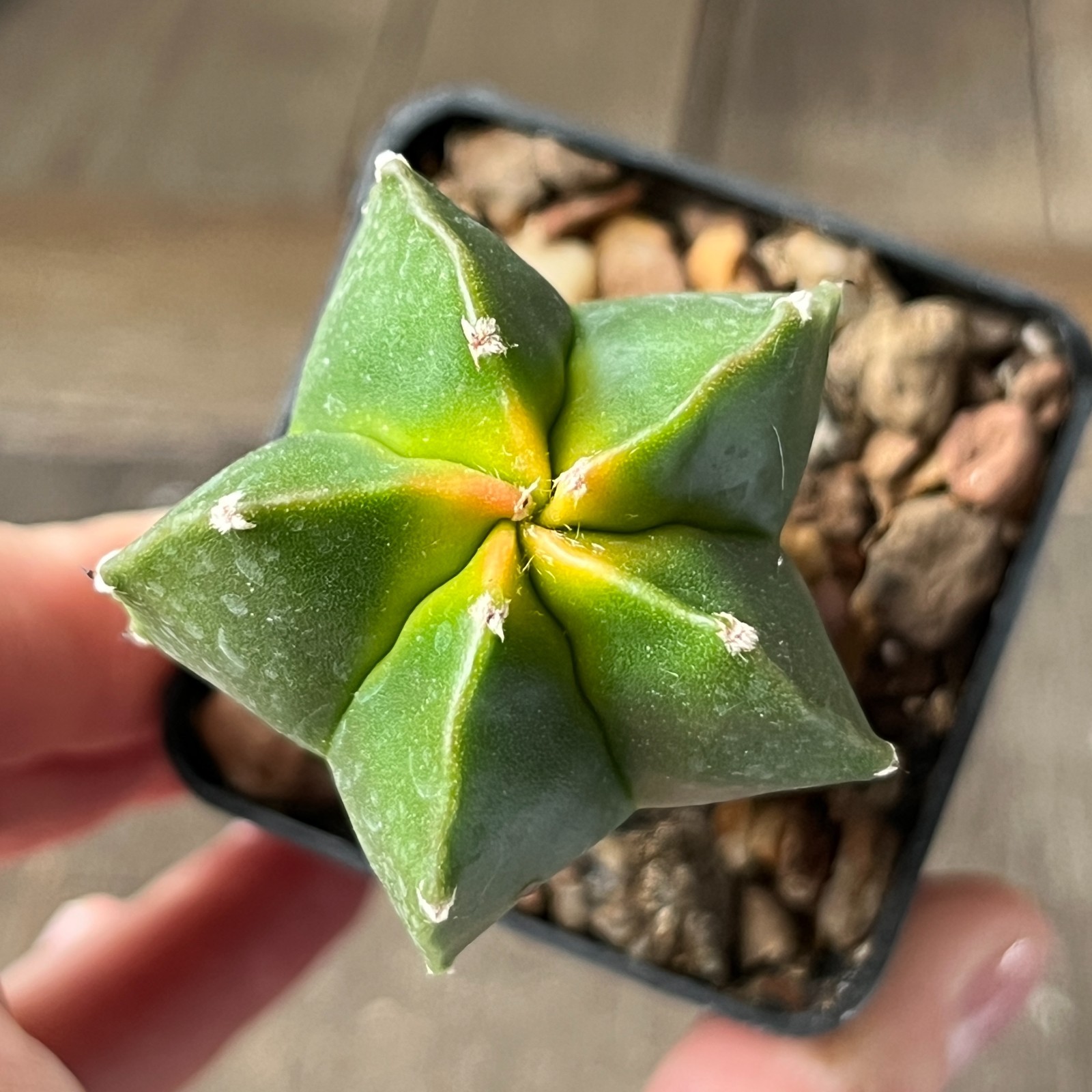 A17-993 Astrophytum myriostigma cv. Koh-Yo, grafted