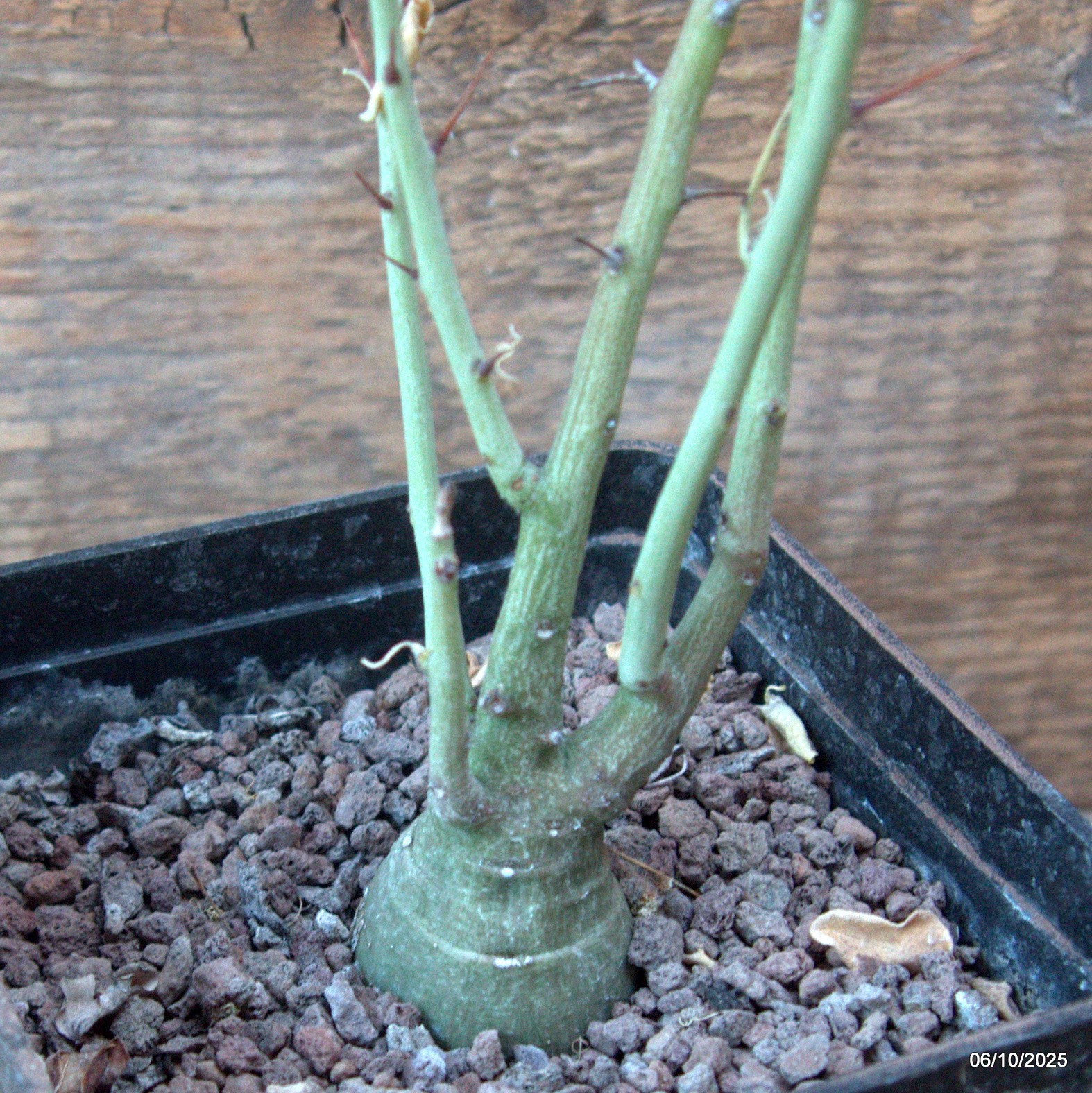 D6910 ADENIA SPINOSA pot10-H36-W5 cm MaMa Cactus