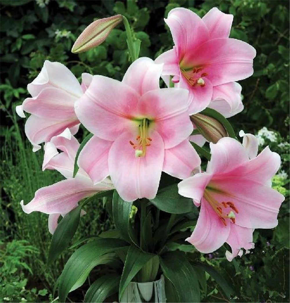 (10) LILY SEEDS rare exotic flower bloom home blossom garden USA SELLER W/TRACK