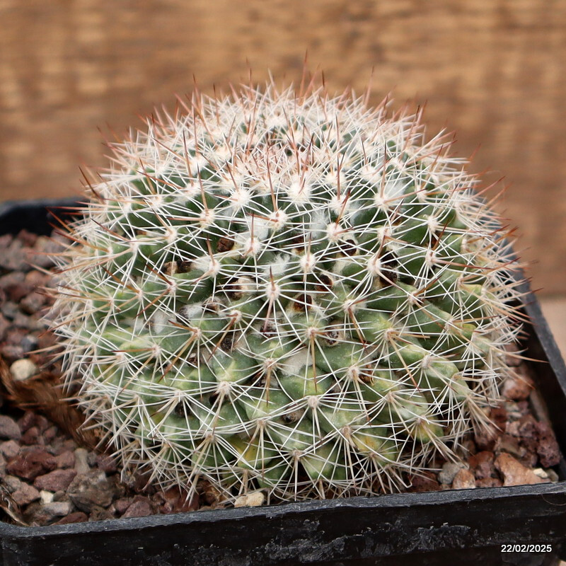 A5858 MAMMILLARIA MYSTAX VARIEGATED pot10-H8-W9 cm MaMa Cactus