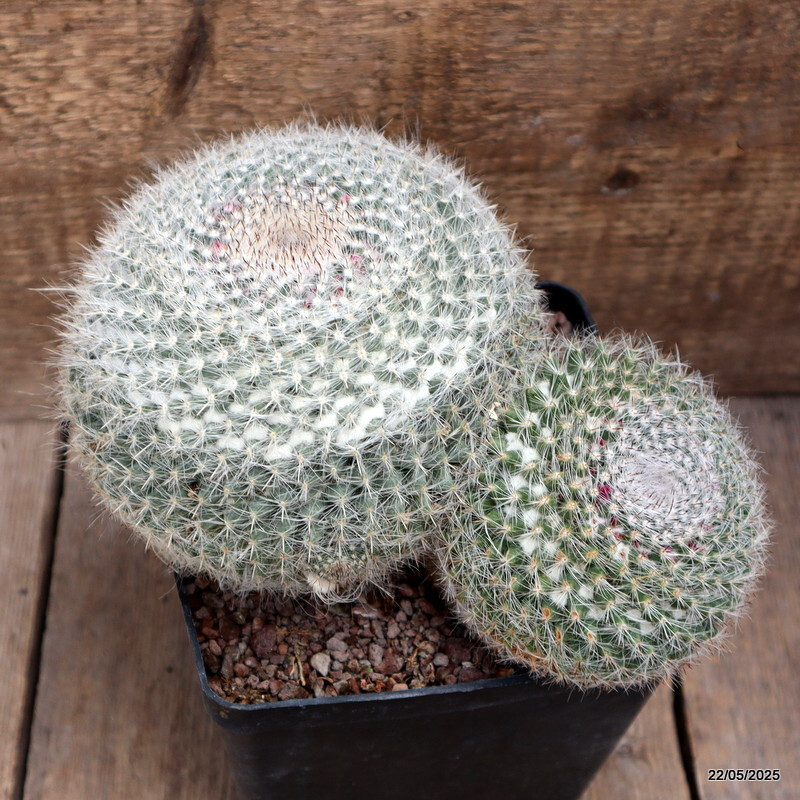 D4306 MAMMILLARIA HANIANA pot14-H13-W22 cm MaMa Cactus