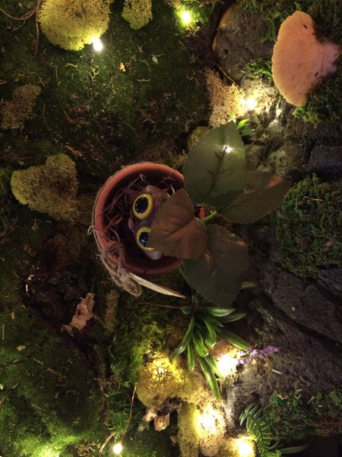 Mandrake Plant Seedling – Adorable Magical Root In A Small Terracotta Pot