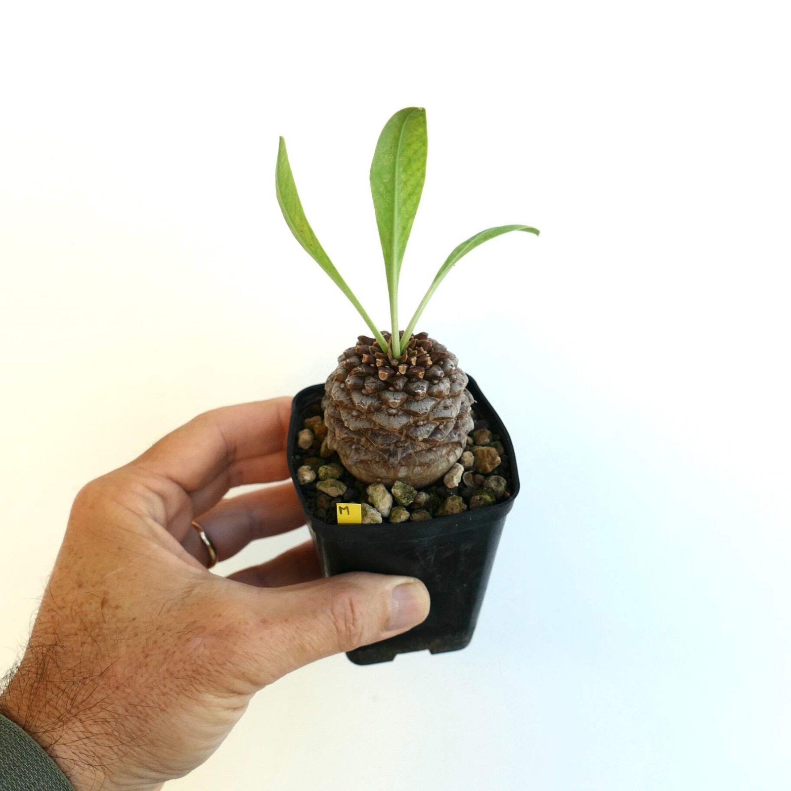 Euphorbia bupleurifolia MALE 5,2cm X 4,7cm – Rare caudiciform succulent