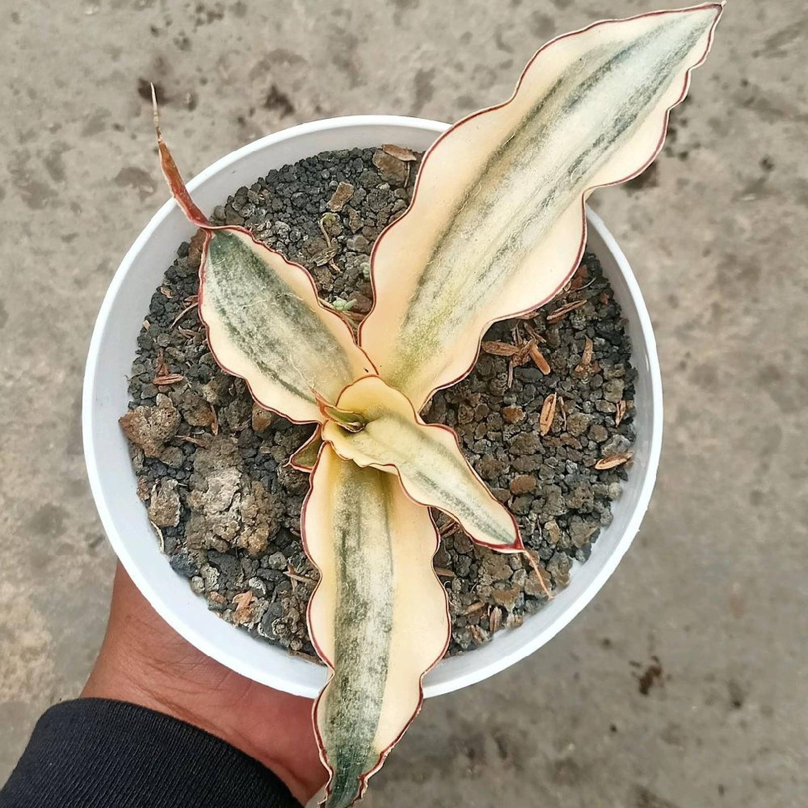 Sansevieria Kirkii White Variegated Medium Size Uniqe Snake Plant