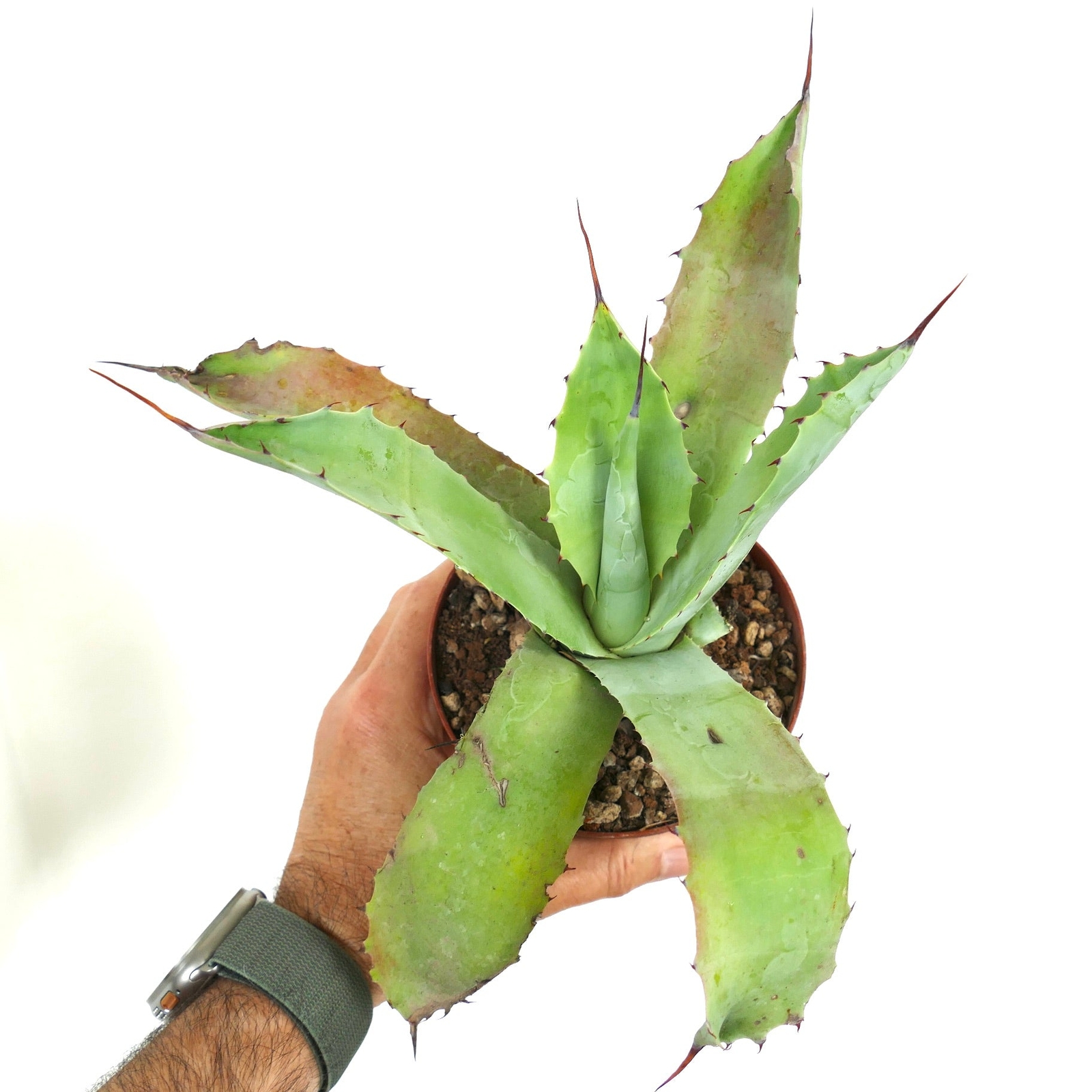 Agave americana X Agave eborispina W919 – Century plant hybrid | American agave