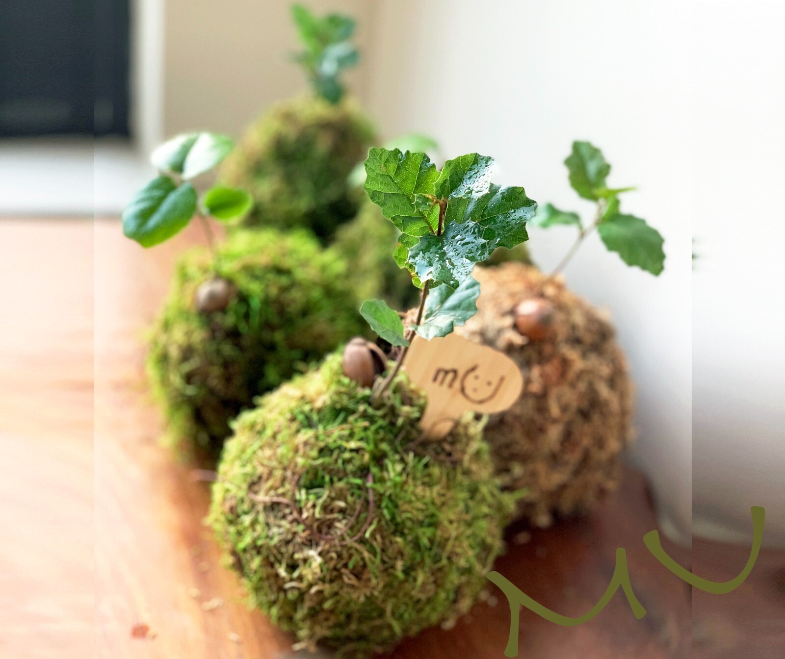 1 SMALL PALM SIZE BONSAI CALIFORNIA COASTAL LIVE OAK ACORN KOKEDAMA