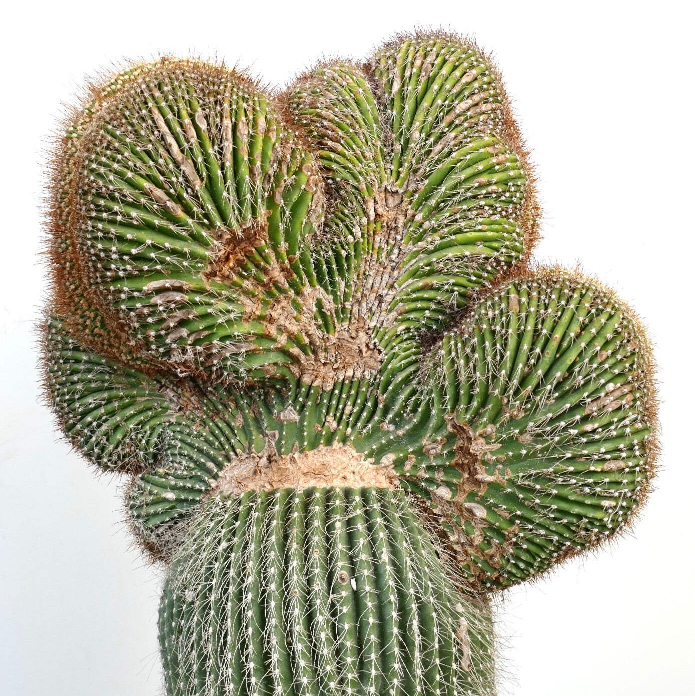 Carnegiea polylopha SAGUARO CRESTATO 66x38cm – Cardon | Elephant cactus
