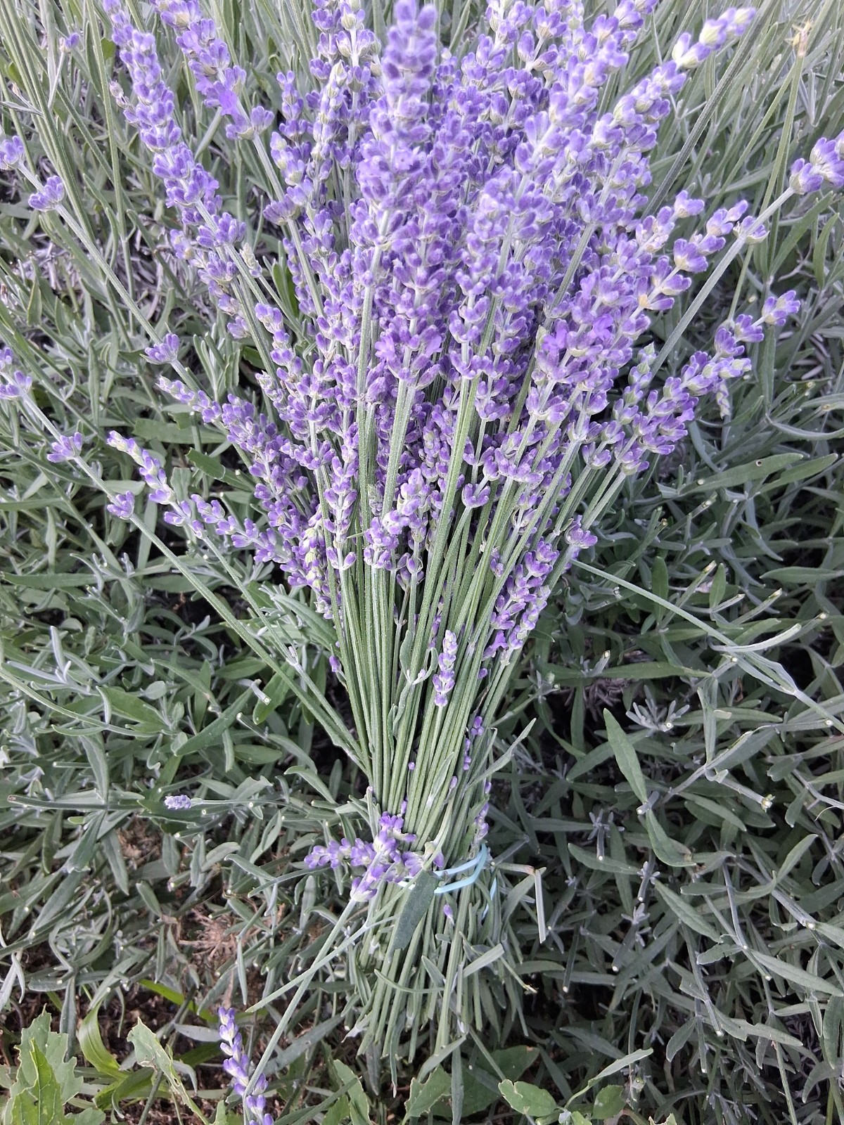 lavender bouquet