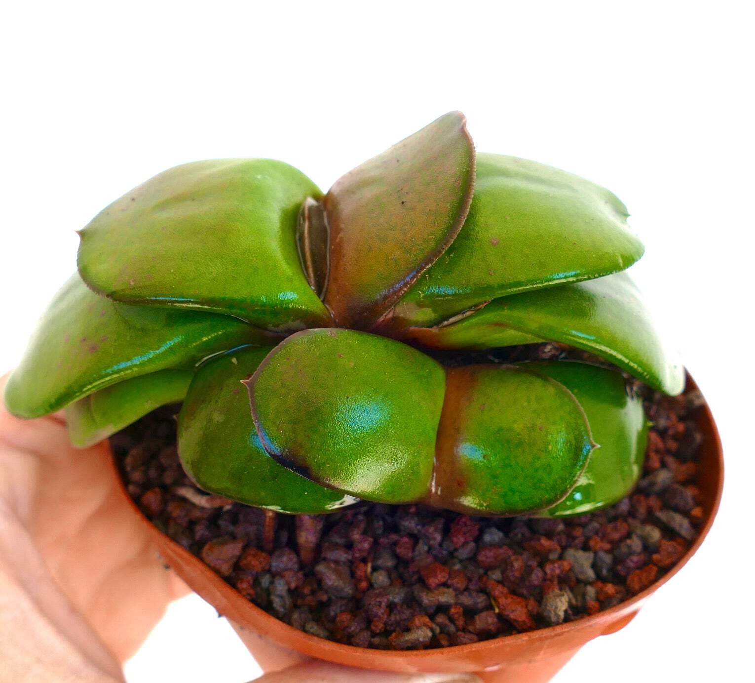 Gasteria armstrongii WHITE PEARL TWO PLANT (EX ADAMO CLONE) – Armstrong’s gaster