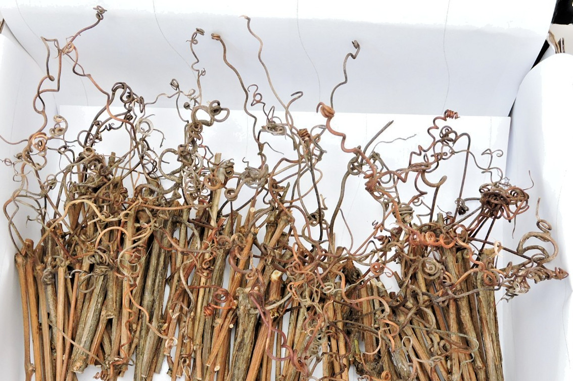 100 Grapevine Stick w/Tendrils Skinny Stem Flora Decor Craft 1/16~3/16″D 3~4″L