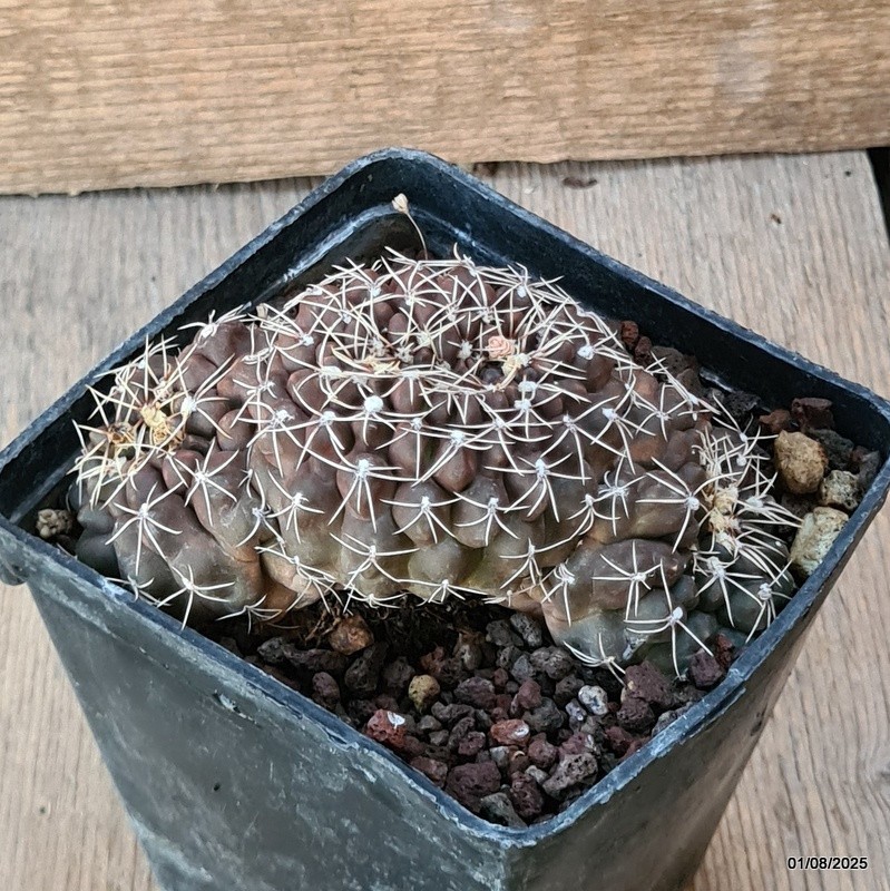 D5680 GYMNOCALYCIUM BALDIANUM CRESTED pot10-H5-W11 cm MaMa Cactus