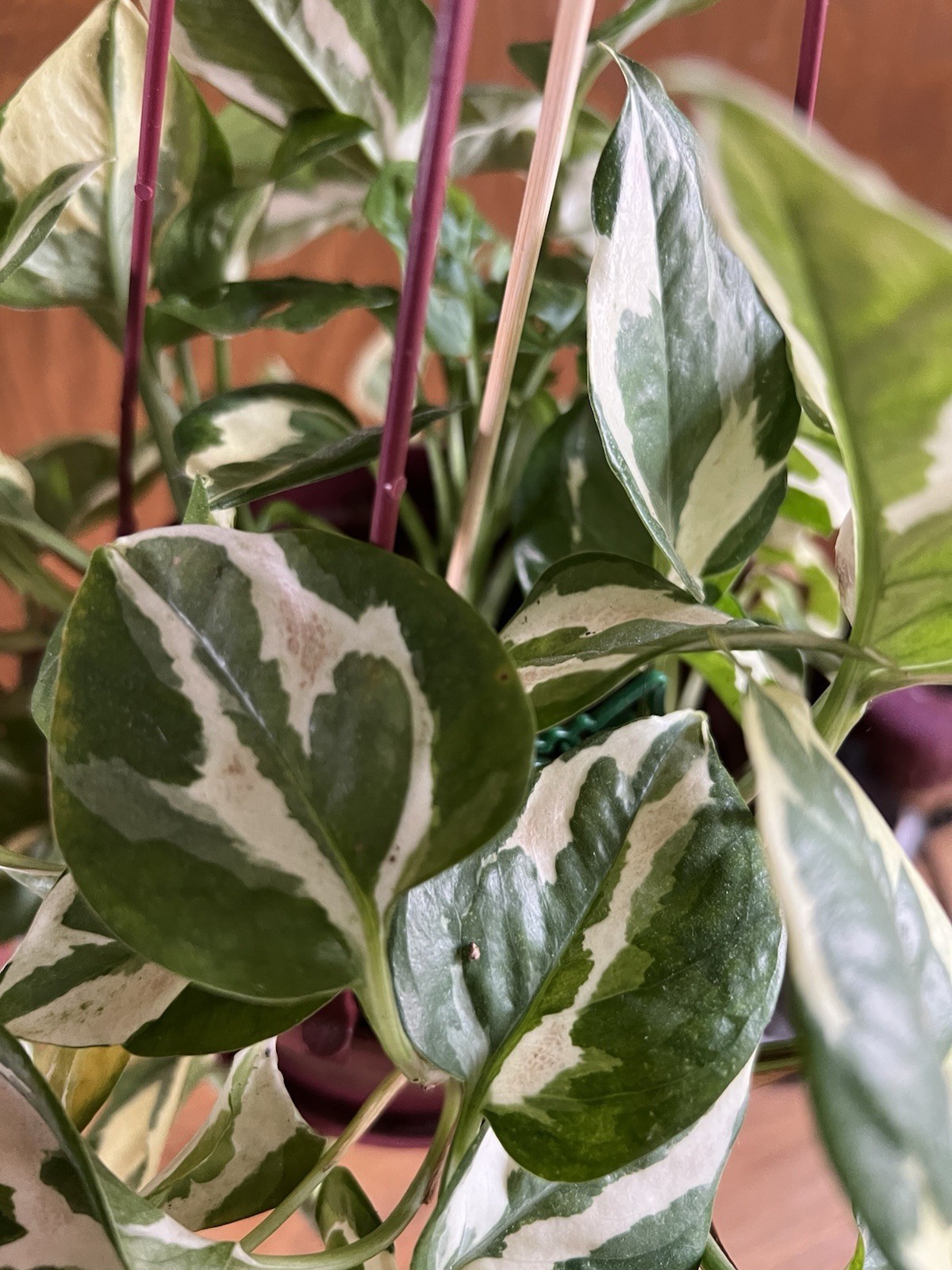 Bundle of 8 Unrooted Plant Cuttings – Philodendron, Pothos Varieties