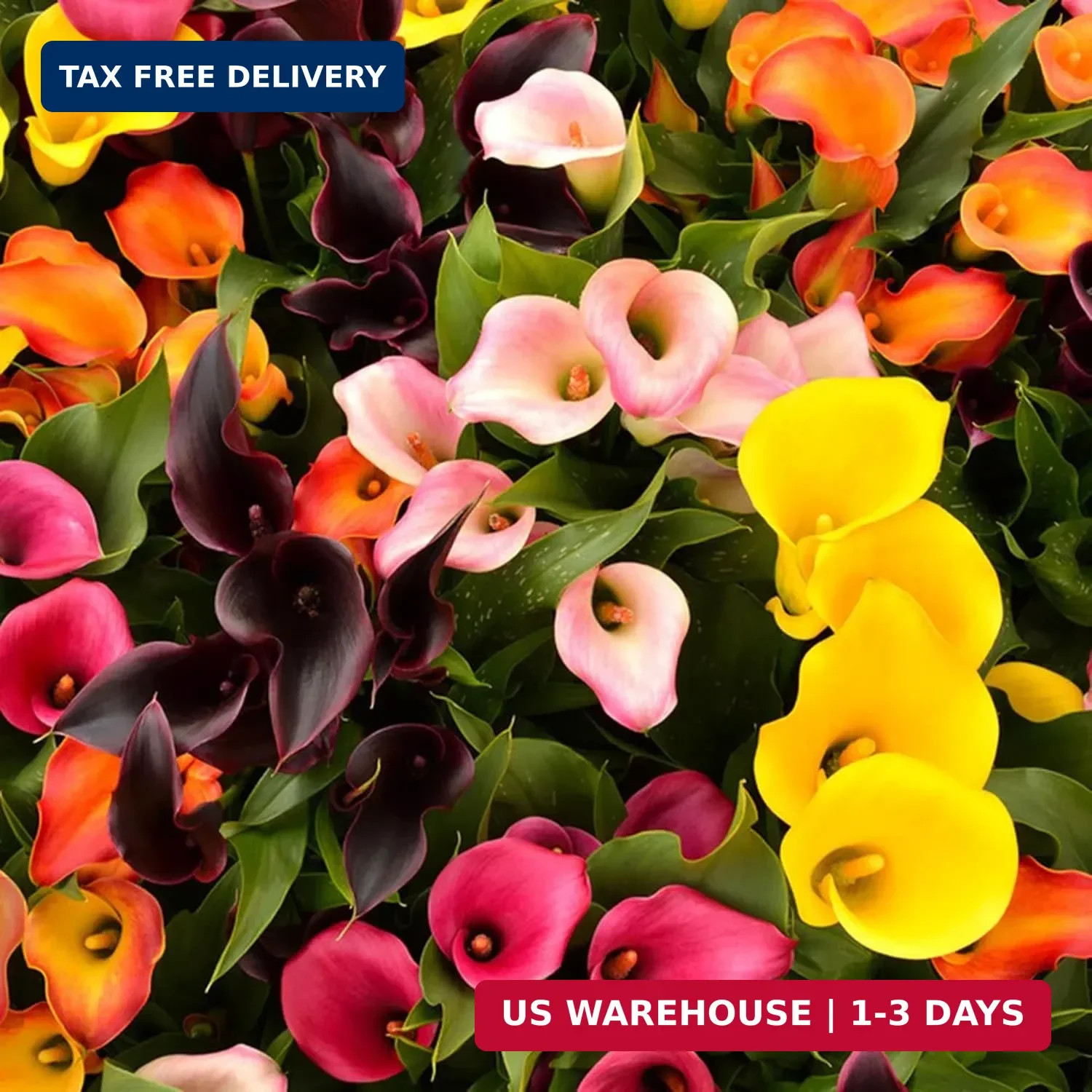 Perennial Rare Calla Lily Seeds, 200pcs Calla Lily Seeds, Heirloom Non-GMO Flowe