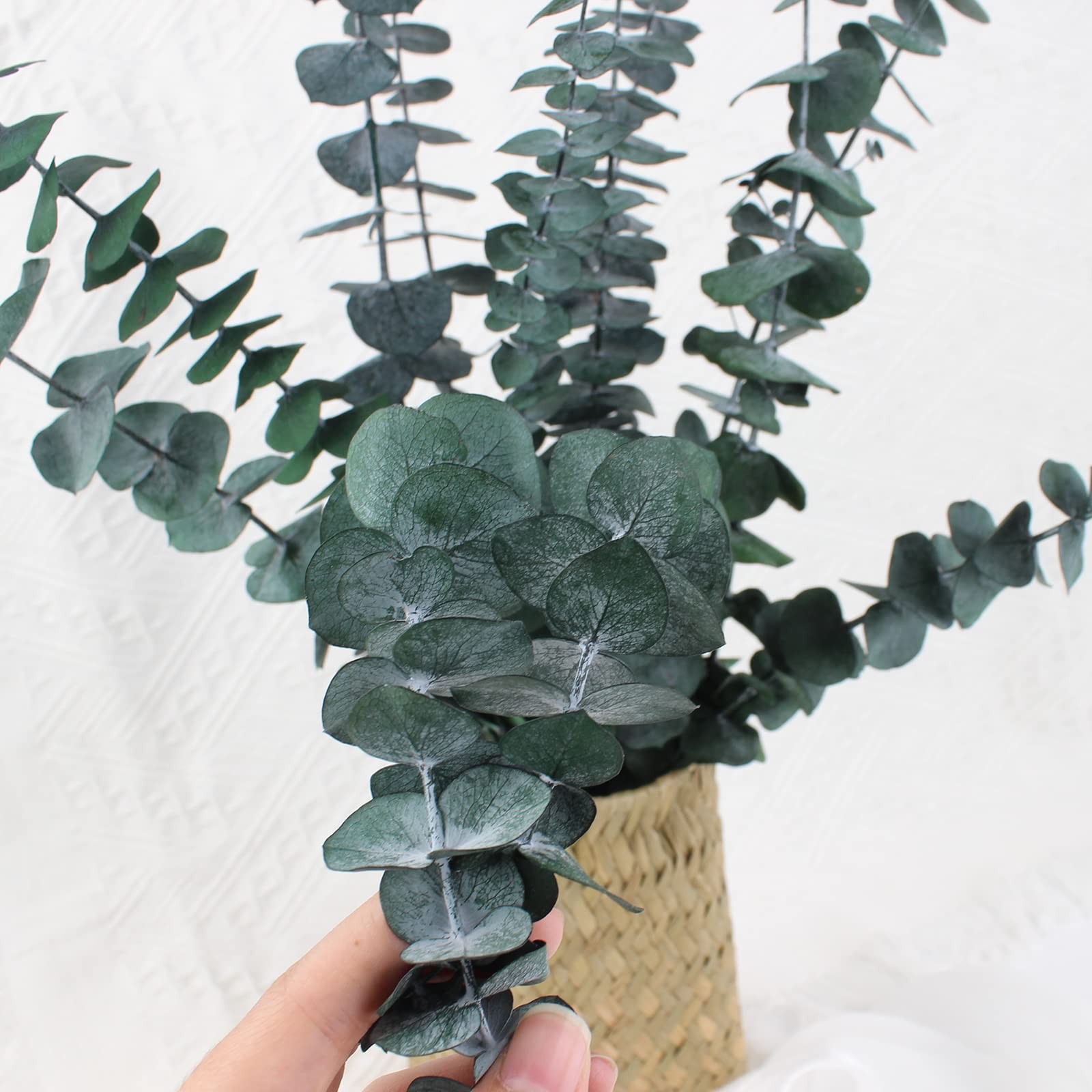 Green Dried Eucalyptus Bundle 12 Pcs Real Stems 17 Inch Fresh Natural Eucalyp…