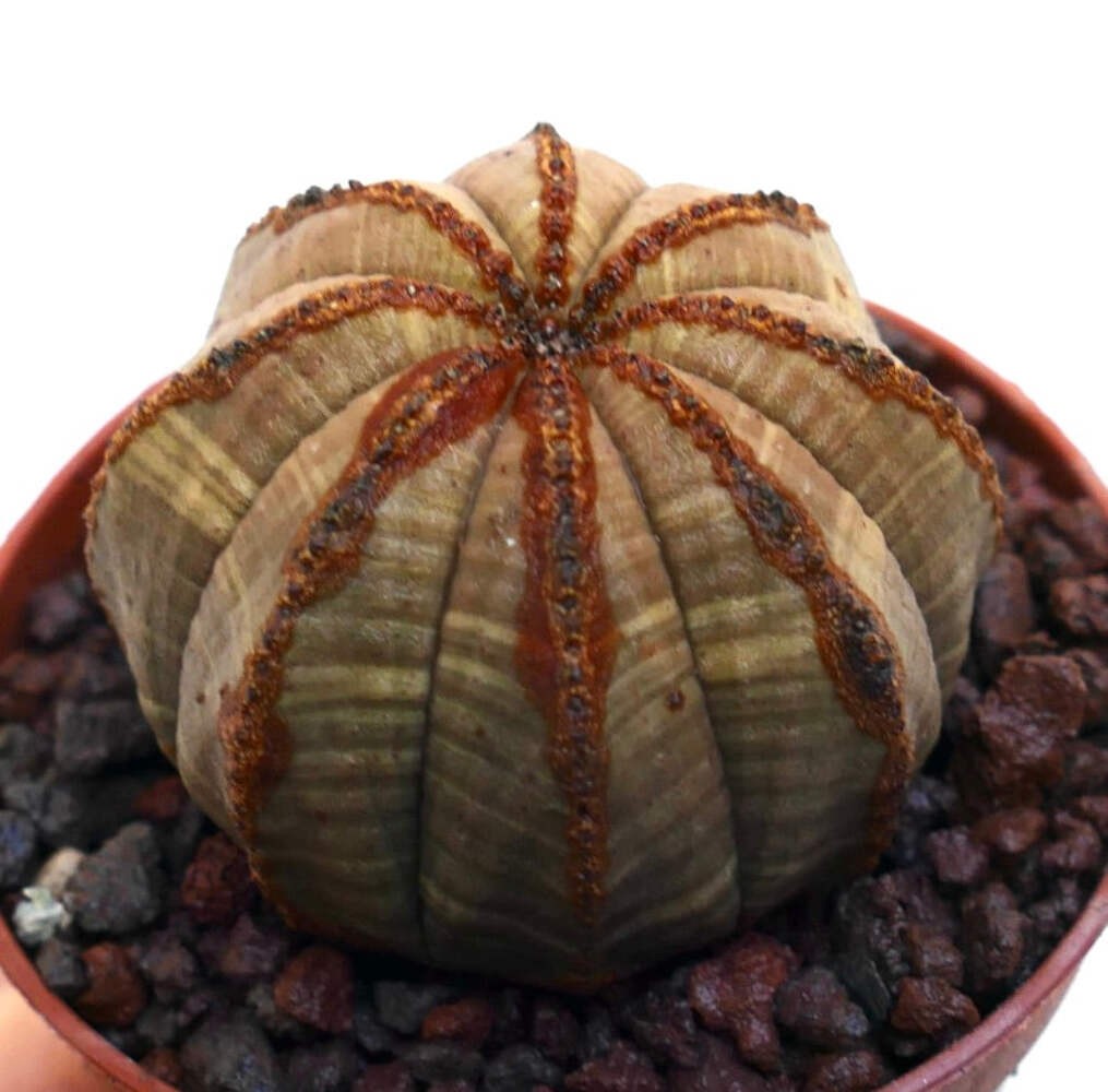 Euphorbia obesa BROWNISH BODY & BROWN LINES – Baseball plant | Basketball plant