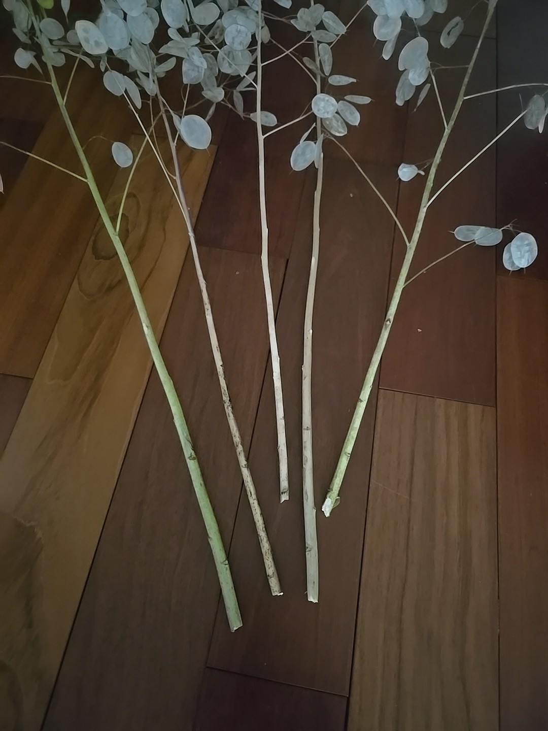 Dried Lunaria Moonwort Honesty Silver Dollar Plant Stems, 30-40″ Tall! PU only