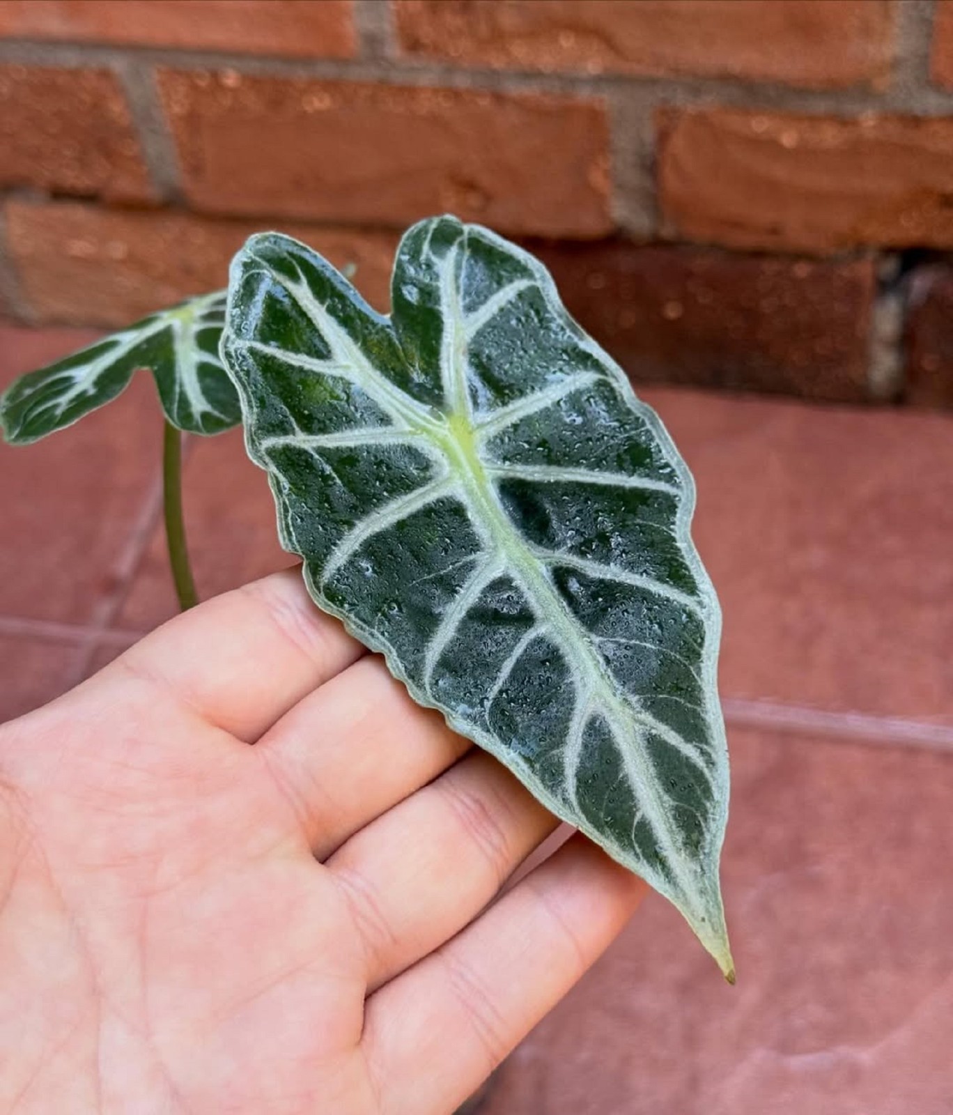 Alocasia Parasol Live Plant Rare Tropical Houseplant Grow In Pot