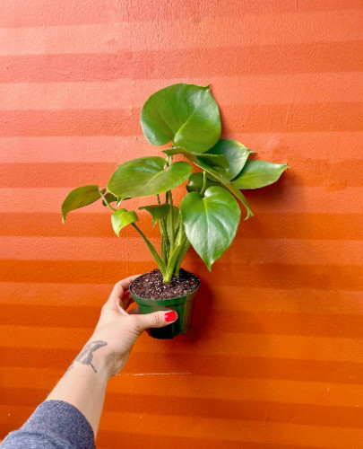 Monstera Deliciosa Tropical Split Leaf Plant in 4″ inch Pot | Indoor and Outdoor