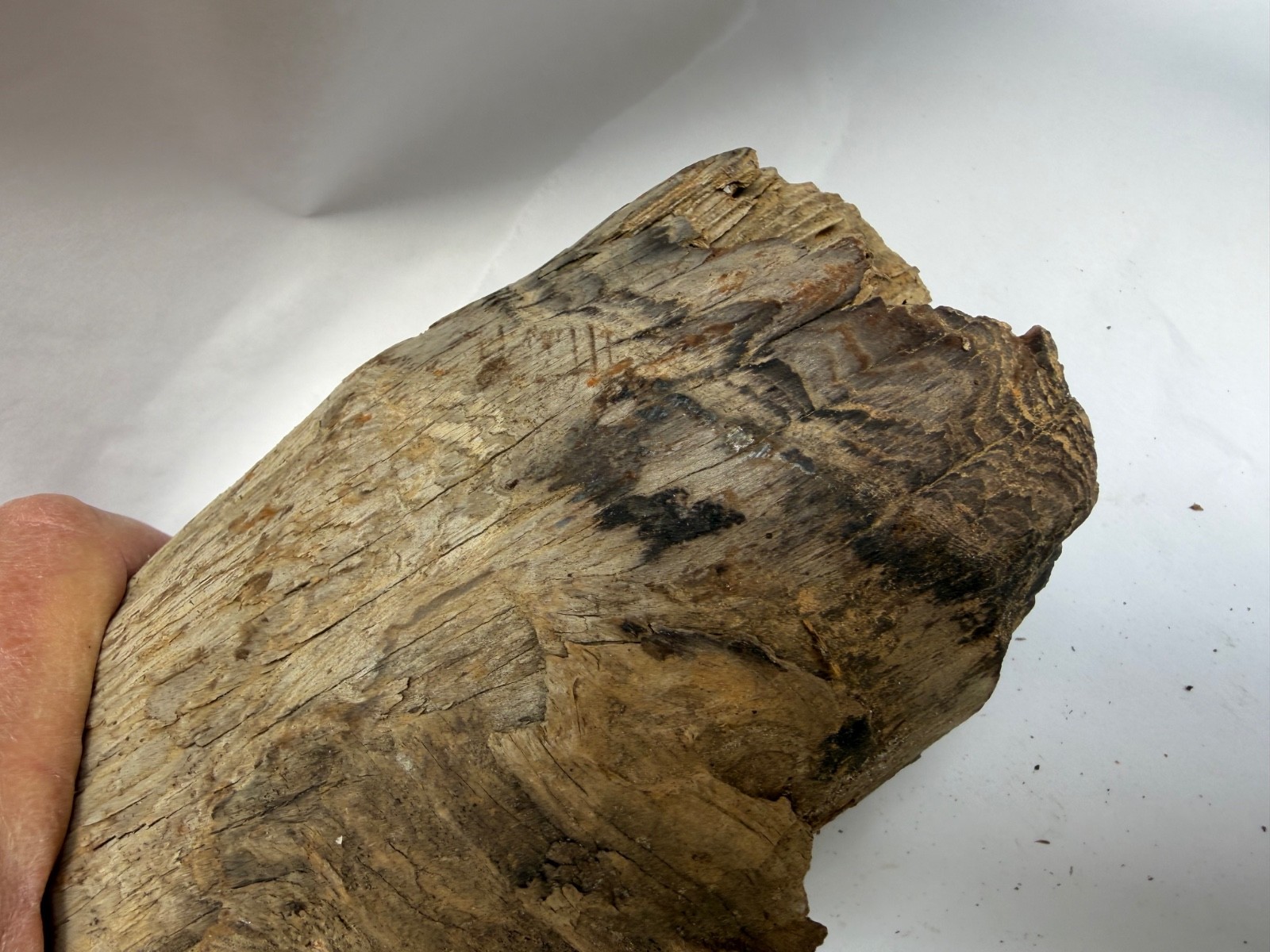 S. Georgia Pine Knot Taxidermy Terrarium Floral Display Fireplace Carving Mount
