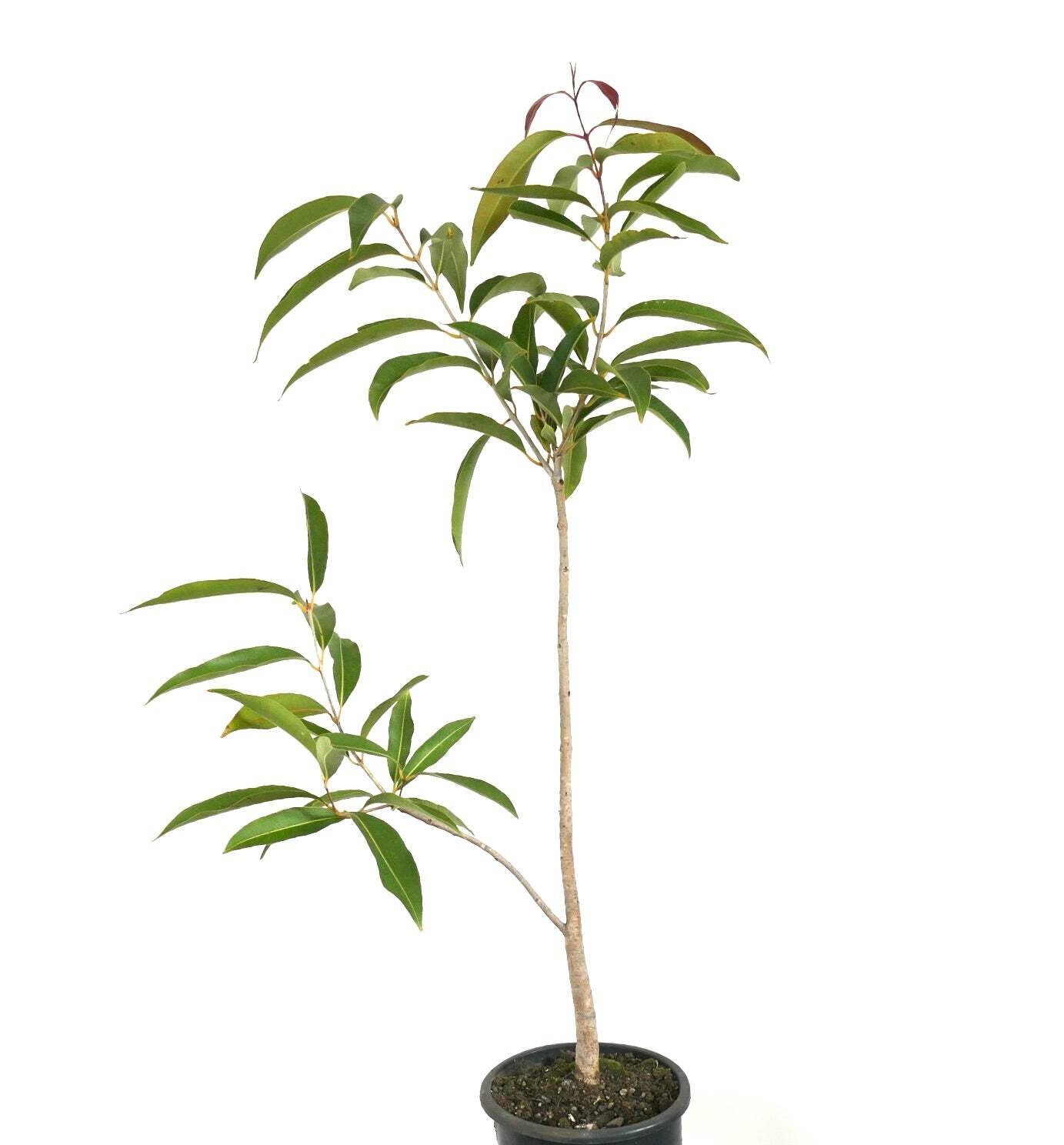 Syzygium malaccense 70-120cm | Malay apple | Mountain apple – Malay apple | Moun