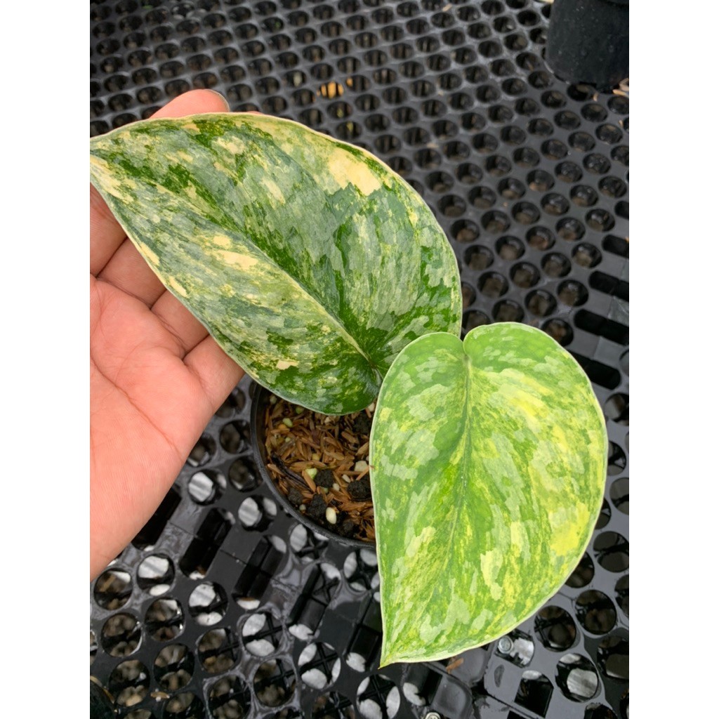 Scindapsus Andalas, Rare Variegated, Real Picture, Aroid Houseplant