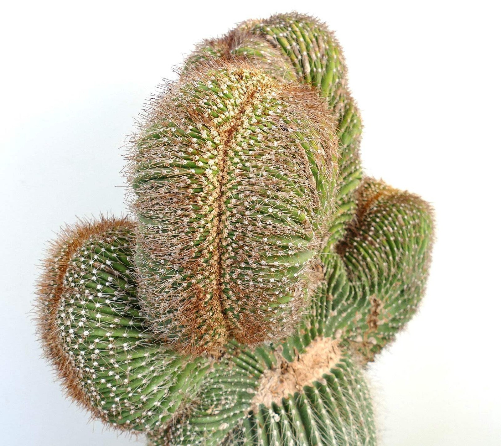 Carnegiea polylopha SAGUARO CRESTATO 66x38cm – Cardon | Elephant cactus