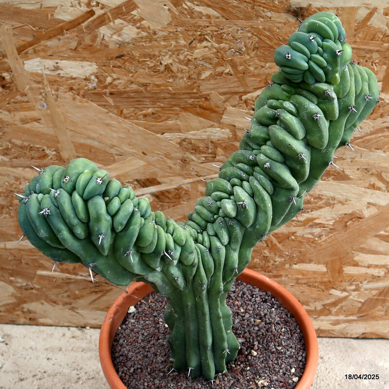 D199 MYRTILLOCACTUS GEOMETRIZANS CRESTED pot24-H38-W36 cm MaMa Cactus