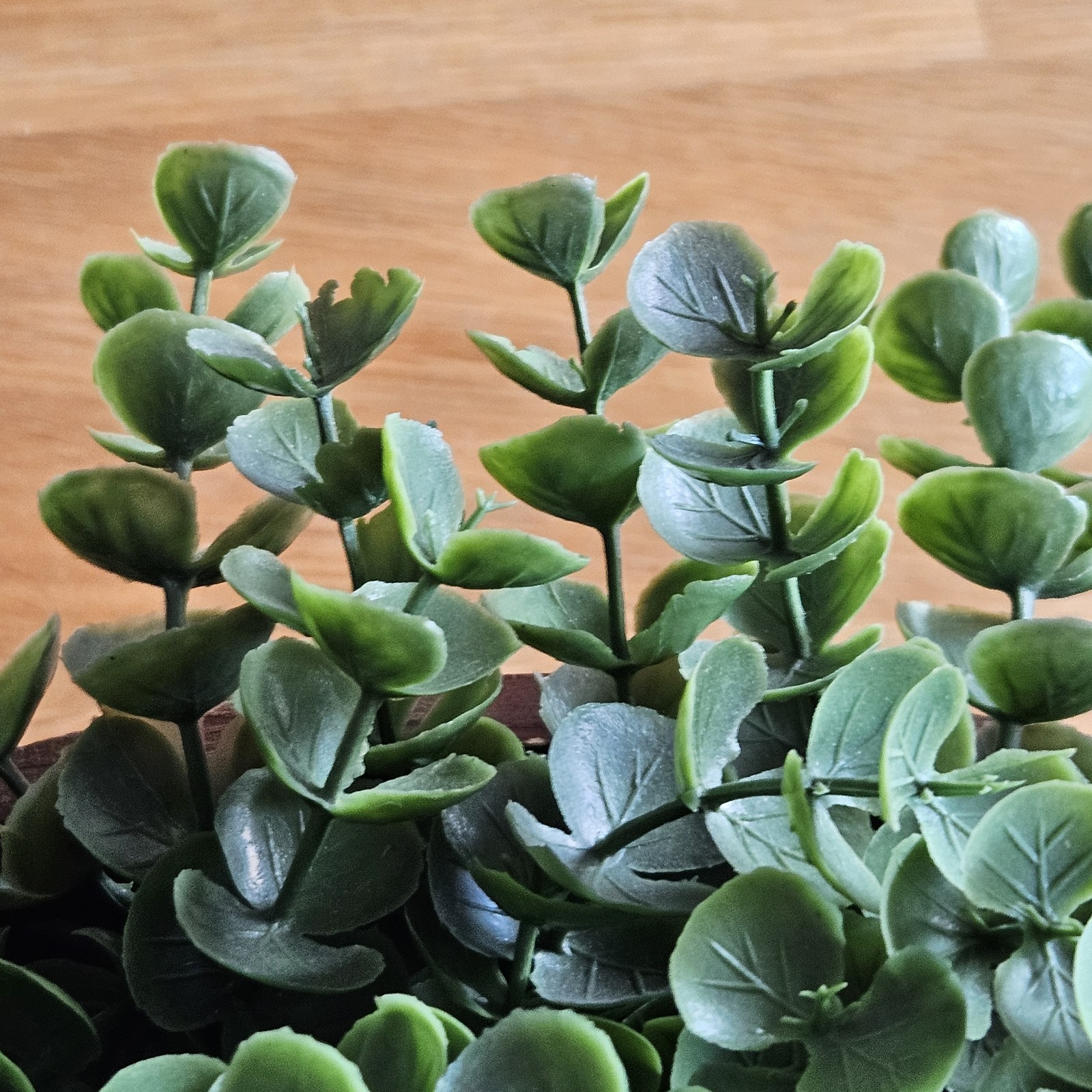 Faux Eucalyptus Boxwood with Cascading Leaves