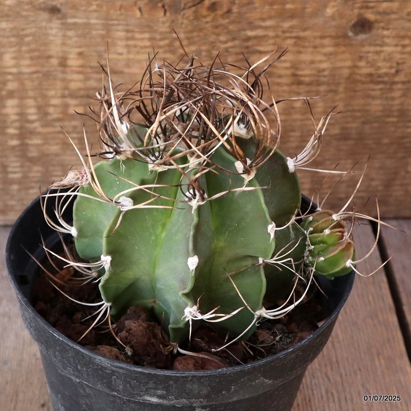 D4957 ASTROPHYTUM CAPRICORNE pot14-H11-W13 cm MaMa Cactus