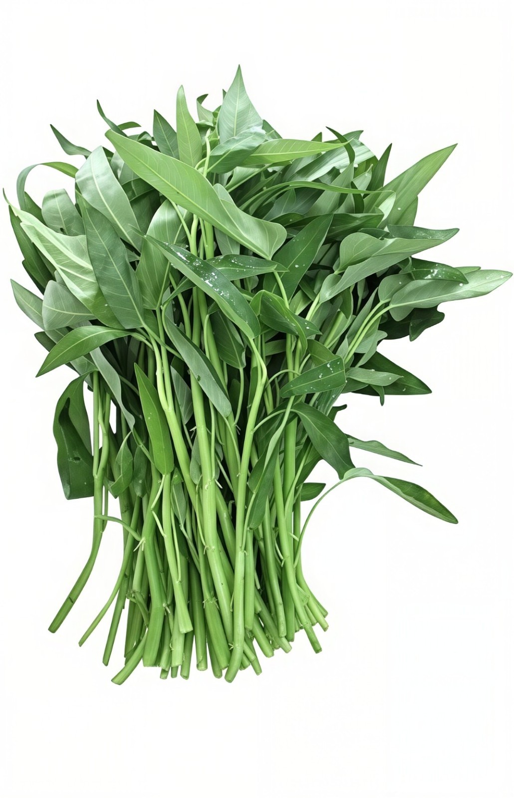 4000+ Stem green Kongxi Cai Seeds Ong Choy Rau Muong Seeds Vegetable