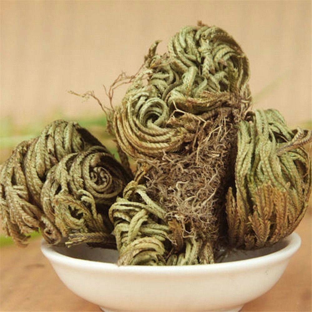 Rose of Jericho, 1-10 Packs- Resurrection Flower – Ferns – Live Plant Bulb Rose