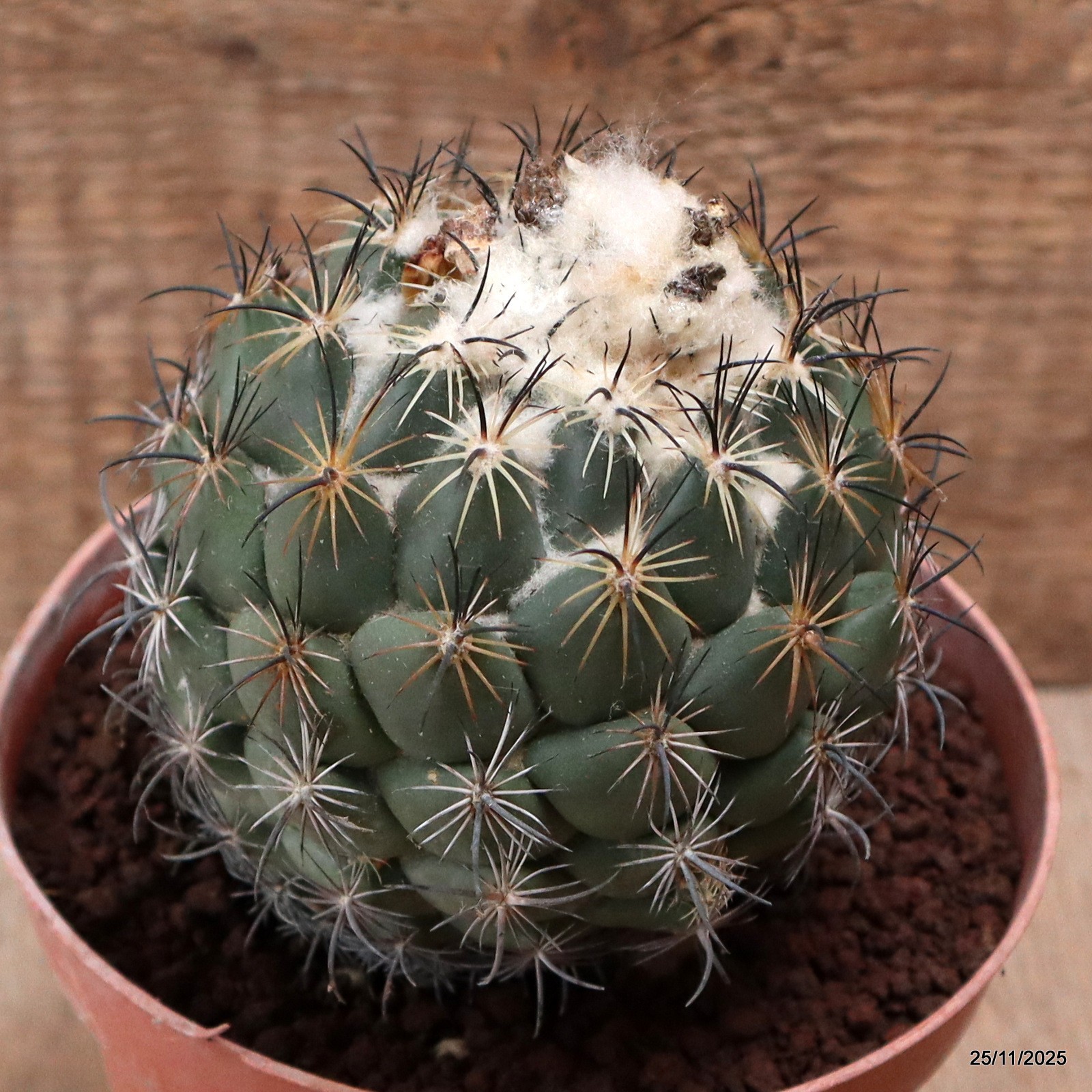 D7484 CORYPHANTHA CORNIFERA pot14-H11-W10 cm MaMa Cactus