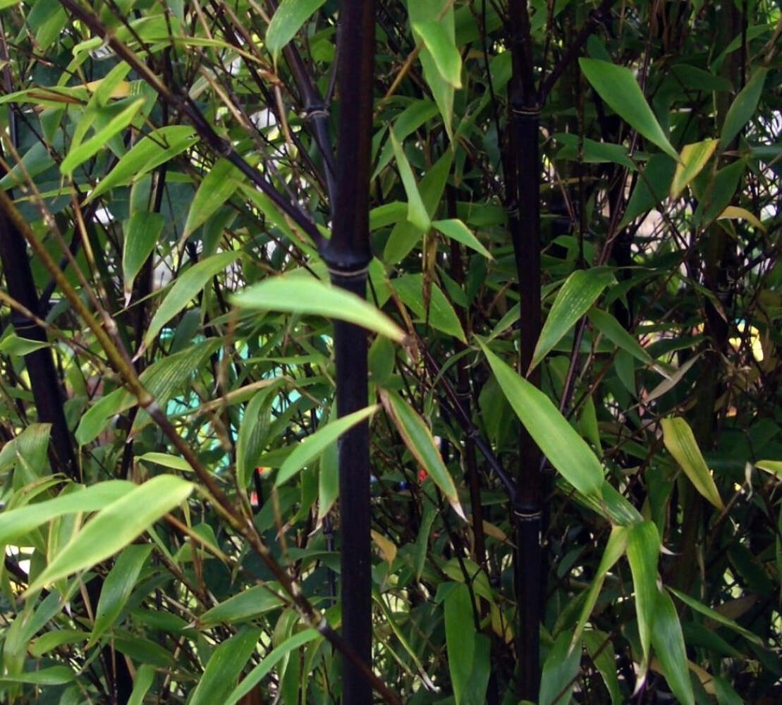 Phyllostachys nigra 50-70cm – Black bamboo | Black culm bamboo