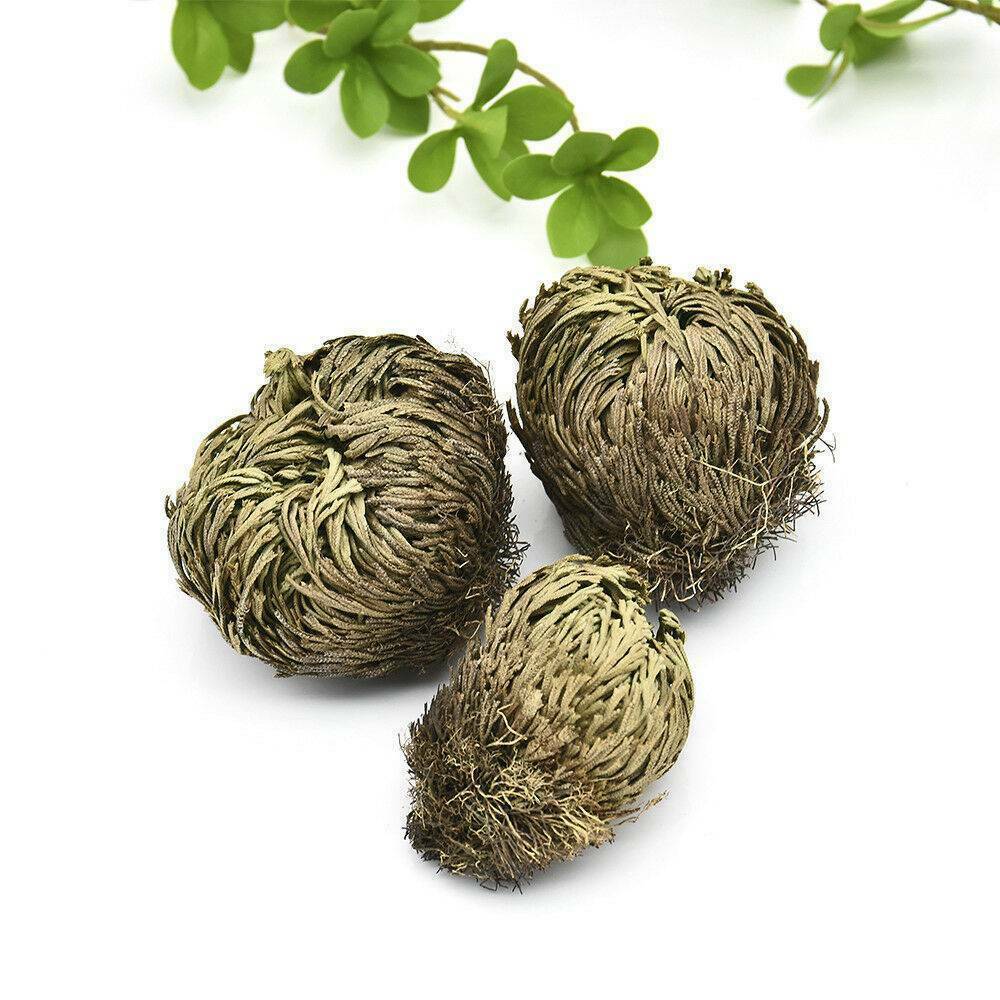 Rose of Jericho, 1-10 Packs- Resurrection Flower – Ferns – Live Plant Bulb Rose