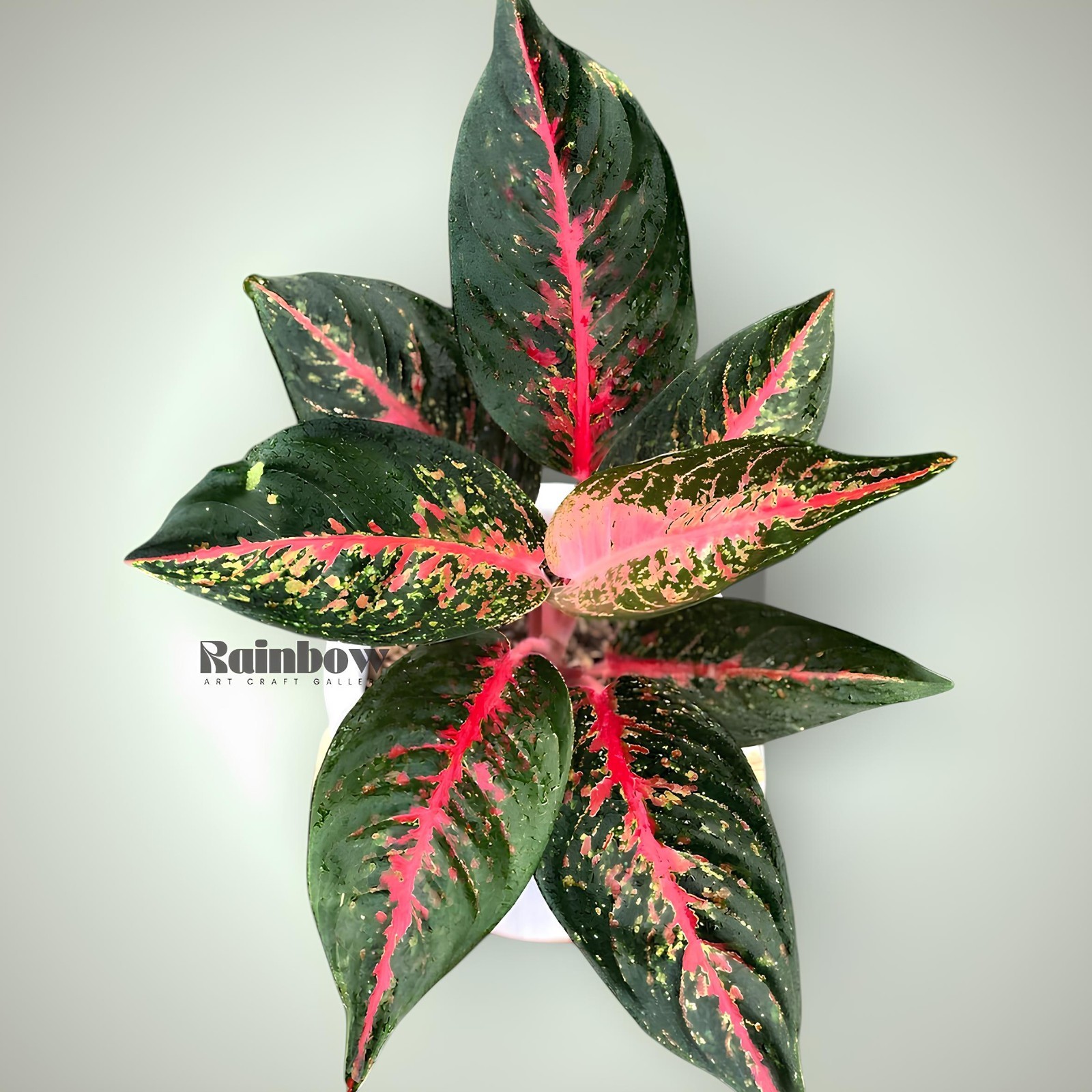 Aglaonema Hot Lady Beatiful Ornamental Plant