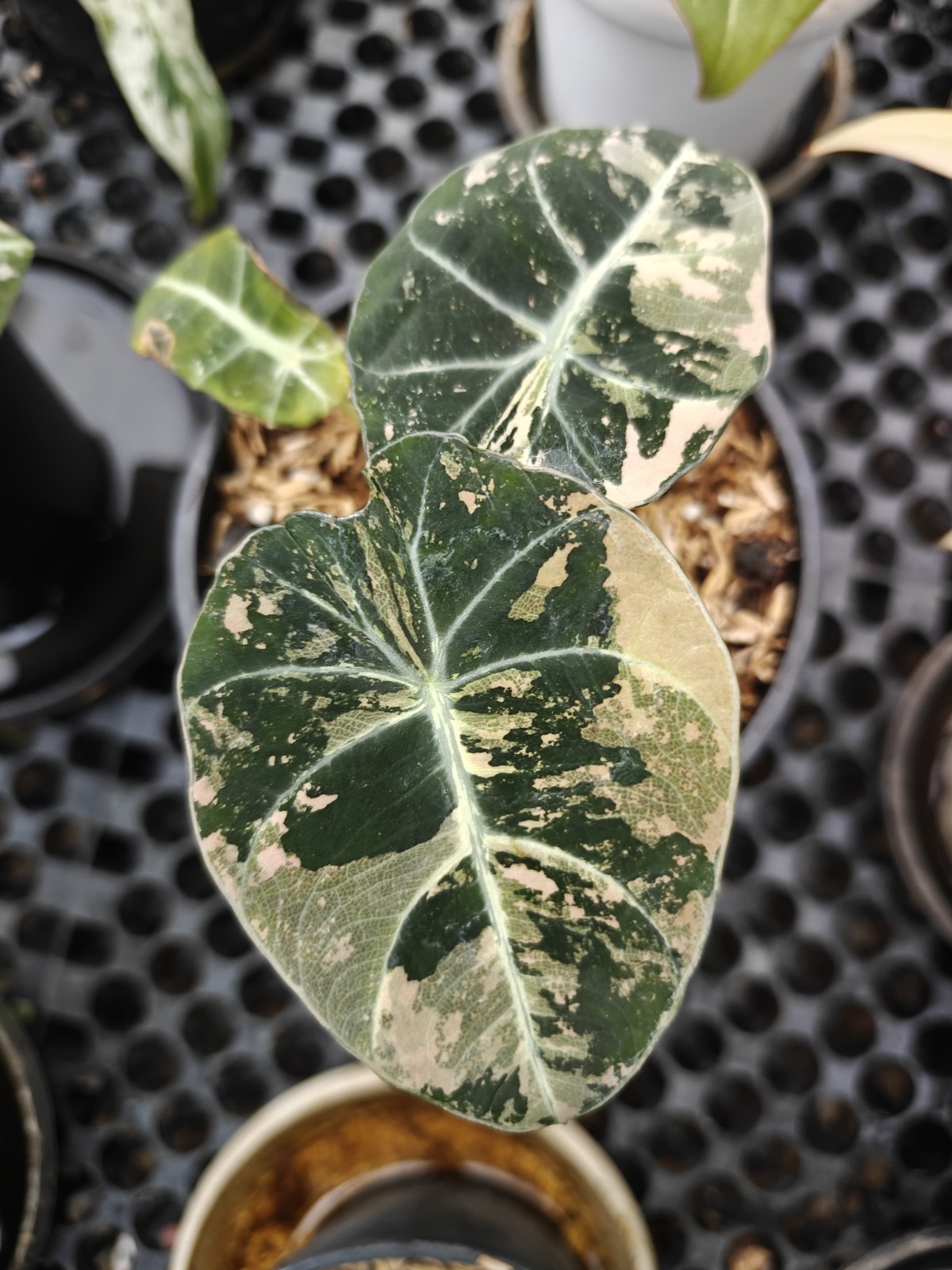 Alocasia Black Velvet Variegated – Rare Collector’s Jewel