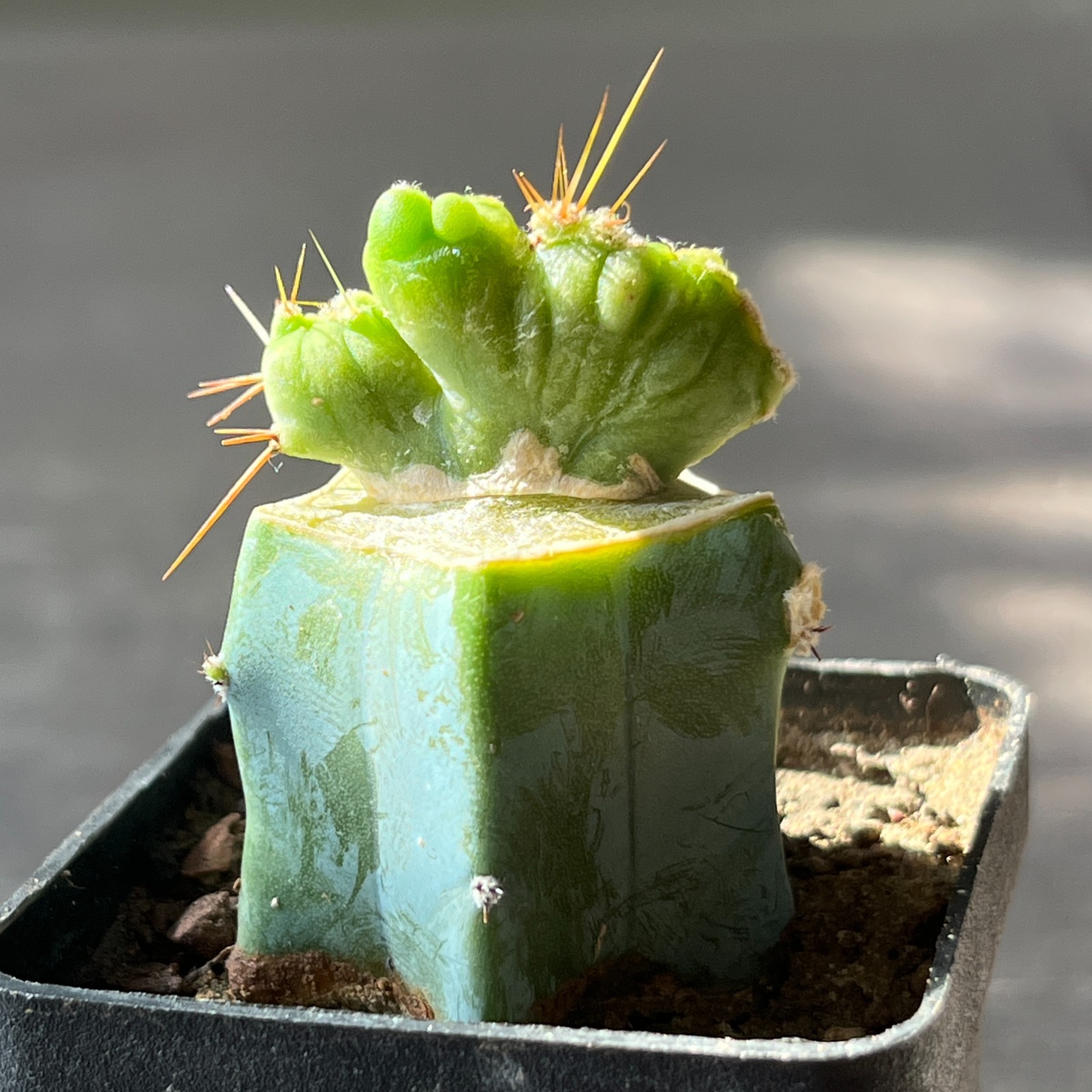 A14-680 famous cactus f. monstrosa (Grafted)