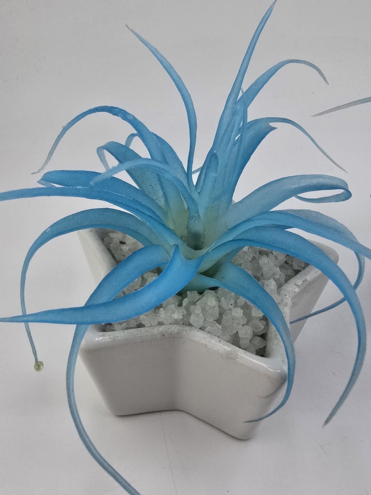 2 Faux Succulent Blue Tillandsia In Small Star Shaped Ceramic Pots 1 Damaged