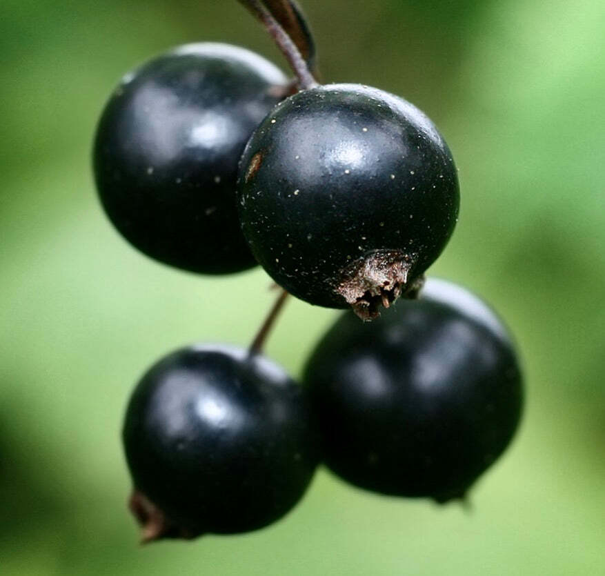 Ribes nigrum BLACK 20-60cm – Blackcurrant | Quinsy berry