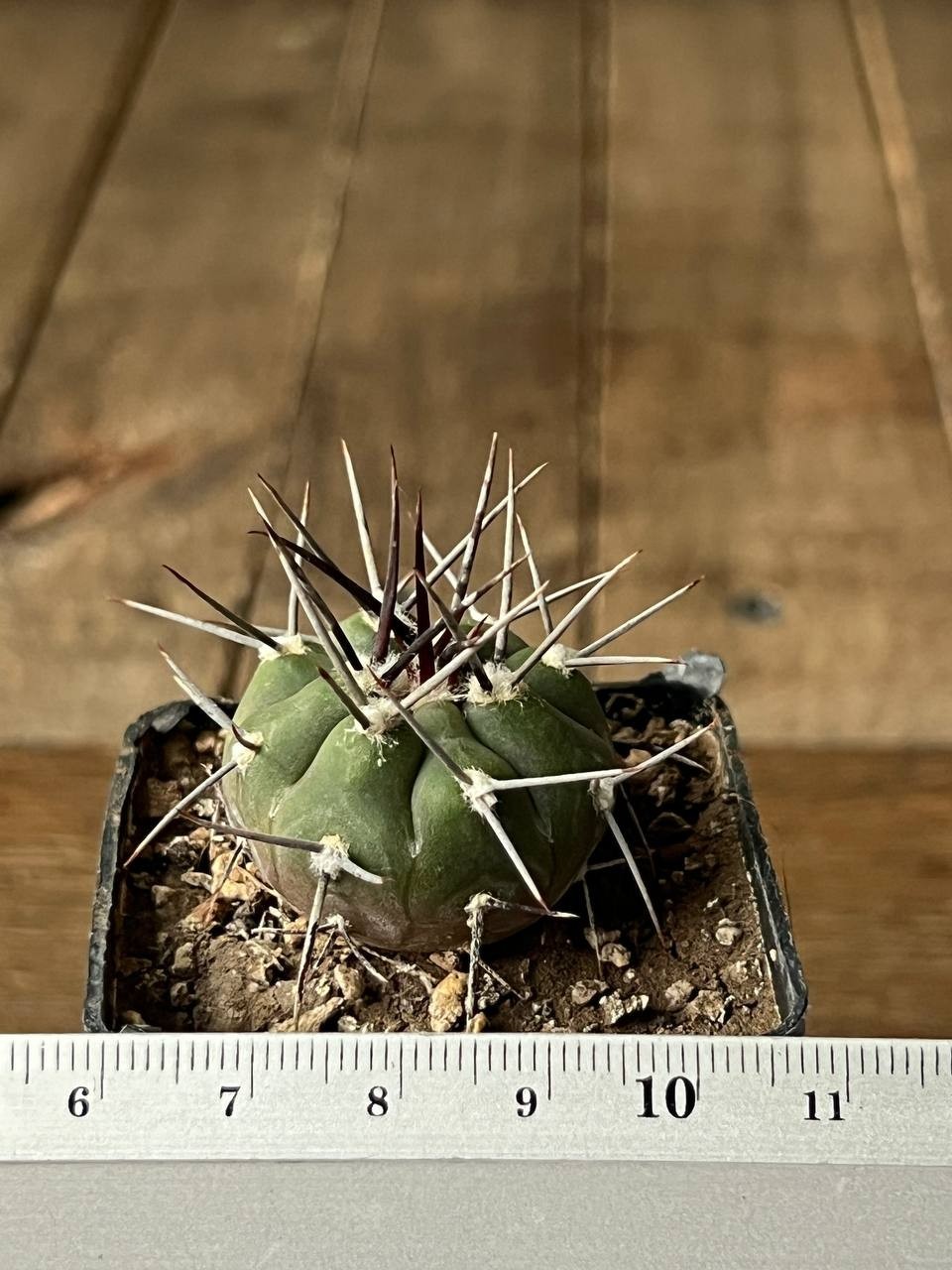 A43-362 Gymnocalycium bozsingianum, VS 19, Villa Chepes, La Rioja, own root