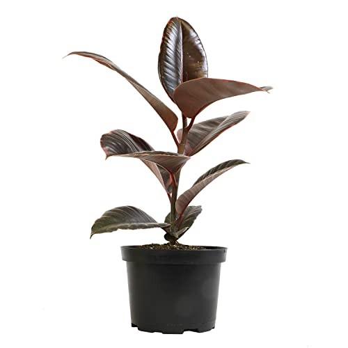 Variegated Ficus ” Rubber Plant in 6″ Grower Pot, Real Black Pot Ruby