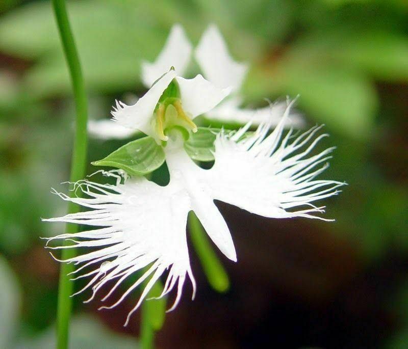 WHITE EGRET ORCHID FLOWER Habenaria Radiata Viable Seeds Plant Garden