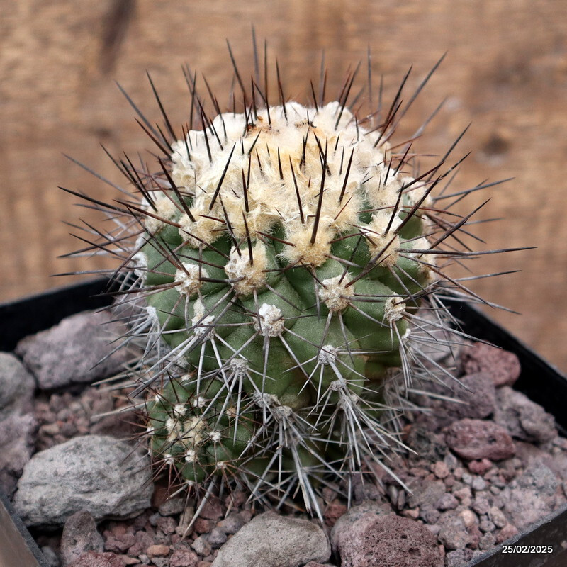D3789 COPIAPOA CARRIZALENSIS pot14-H11-W9 cm MaMa cactus