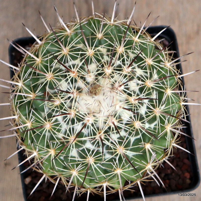 A2599 CORYPHANTHA CORNIFERA pot12-H14-W11 cm MaMa Cactus