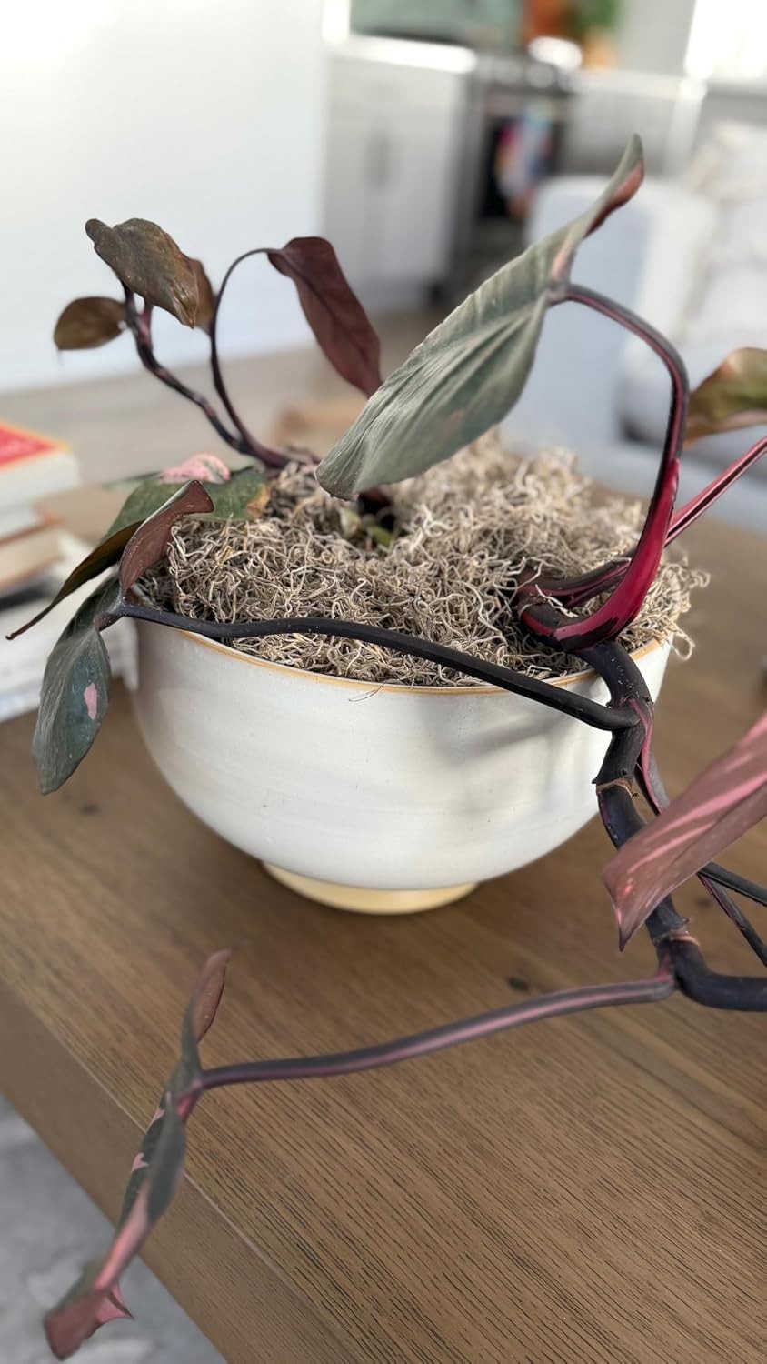 Rustic & Organic Spanish Moss for Houseplants, Crafts & Floral Arrangements