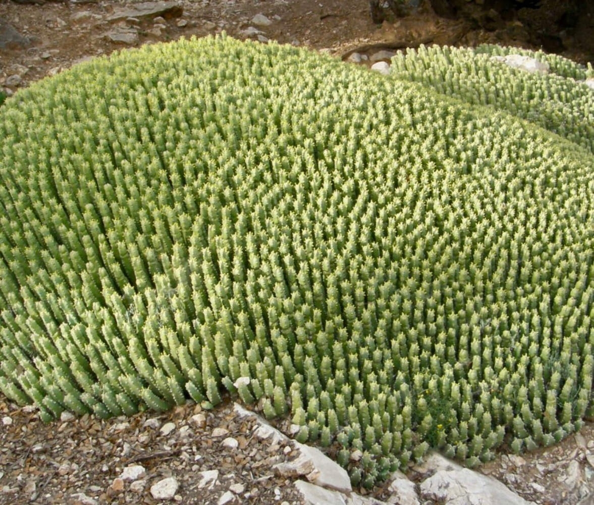 Euphorbia resinifera – Resin spurge | Euphorbia cactus