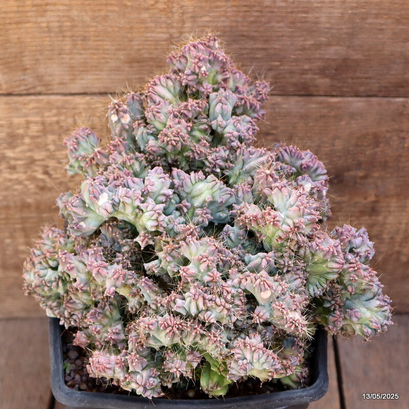 D4094 MYRTILLOCACTUS GEOMETRIZANS STRICTUS pot15-H20-W25 cm MaMa Cactus