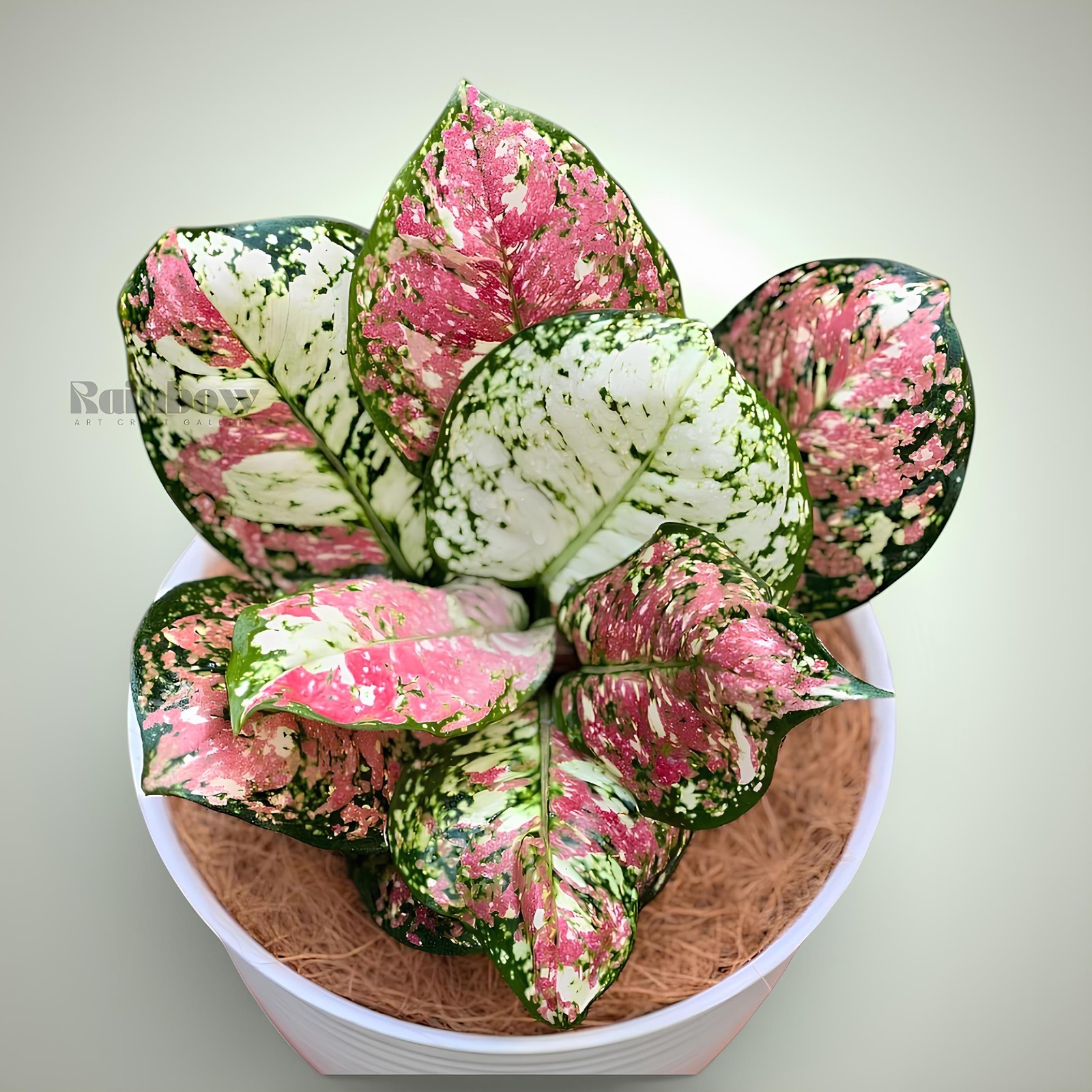 Aglaonema Three Color Beatiful Ornamental Plant