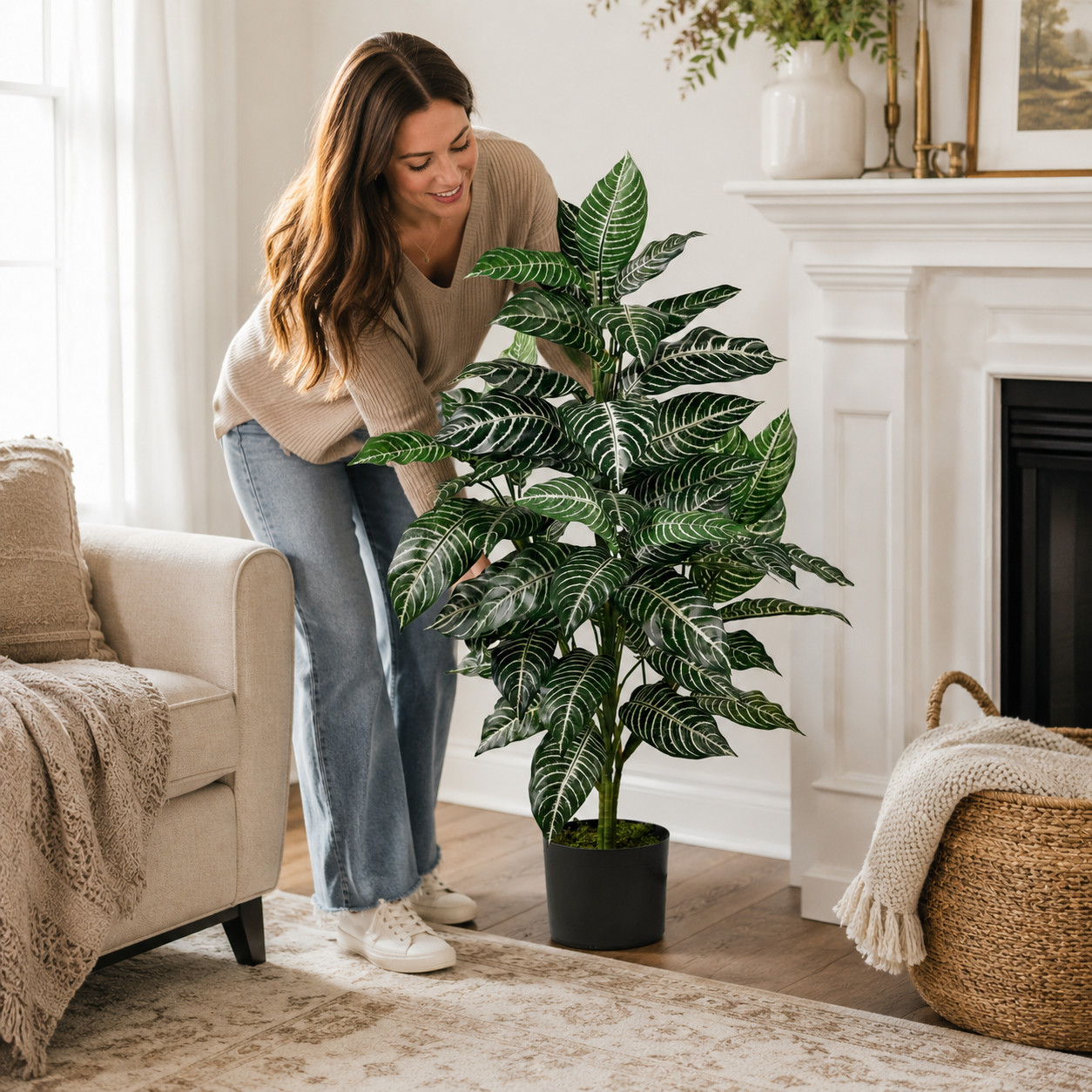 3′ Zebra Silk Plant